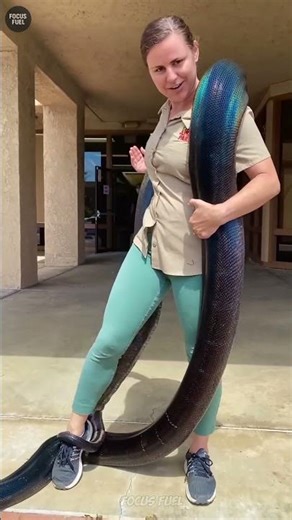 Green Anaconda Secrets: Why They Never Stop Growing 🧬 #facts #shorts