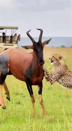 Leopard and Antelope in a Dramatic Showdown