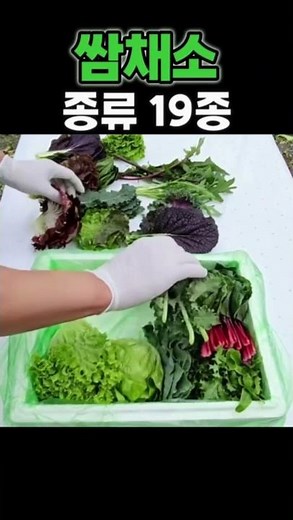 초록초록 신선한 쌈채소 종류 19종 이름