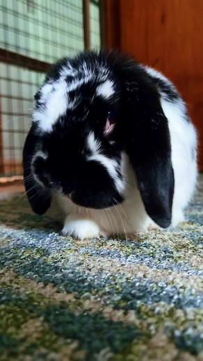 I have two jobs… ❤️🐰 #Job #Working #BunnyLife #Bunny #Rabbit #Bunnies #Rabbits #MiniLopAdventures #Roxie | Mini Lop Adventures