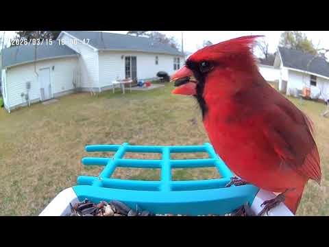 Cardinal on the new feeder