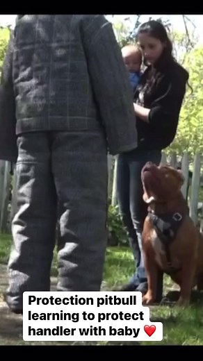 Pitbull learning to protect handler with baby incredible intelligence #reels #dog #training | I am the HULK
