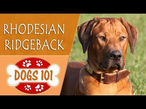 Dogs 101 - RHODESIAN RIDGEBACK - Top Dog Facts About the RHODESIAN RIDGEBACK