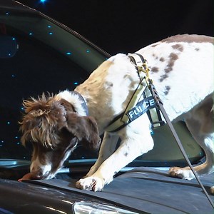 From catching criminals with firearms to sniffing out illegal drugs, the canine crime fighters from West Midlands Police Dog Unit are returning to our main arena on Thursday 7th, Saturday 9th and Sunday 10th March 2019! 🐶🚔👮 | Crufts