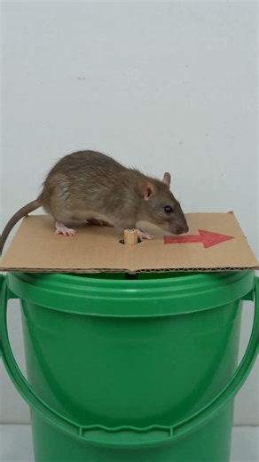 Best DIY Mousetrap Experiment 🐀 | Smart Rat VS Bucket Trap #shorts