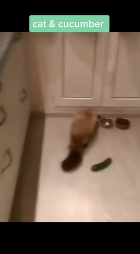 Funny Cat and Cucumber Videos