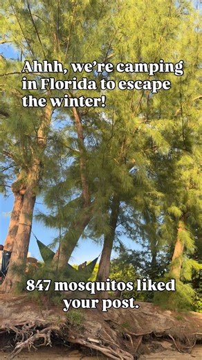 Florida camping: Where the wildlife is very friendly 🦟😅 Winter escape? More like mosquito welcome party. But hey, at least it’s warm! 🌴 Smart snowbirds check AllStays reviews first - because fellow campers always tell you the REAL story about bug situations, site conditions, and which spots are actually worth it. Plus with 43,000 campgrounds in our database, you’ve got options when one spot gets too... popular with the locals. 😂 What’s your go-to Florida camping survival hack? Drop it below!