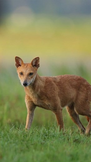 നായികുറുക്കൻ 🦊🦊 Hybrid Jackal A jackal–dog hybrid is a canid hybrid resulting from a mating between a domestic dog and a golden jackal. Canon R5 mark ii Canon Rf 400mm f/2.8L | Abhijith Perambra