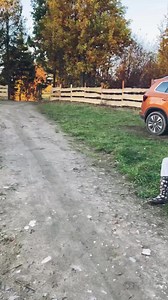 376K views · 5.6K reactions | Vector, border collie. Pies z agresją...