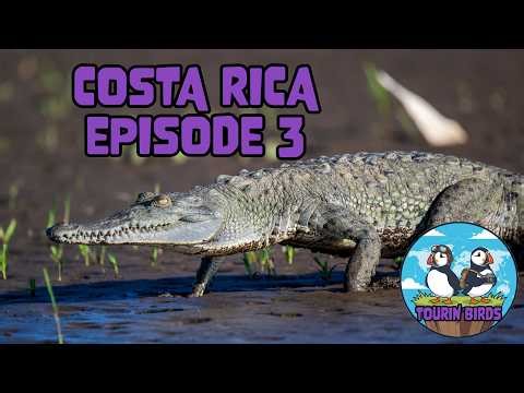 WILD COSTA RICA - Giant Crocodiles! Rio Tárcoles, Carara, Jacó