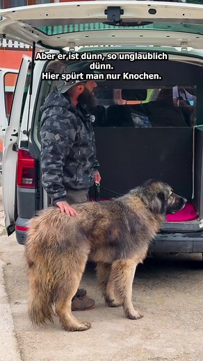 Gerettet: gerettete Hunde auf der Ranch | SaveTheDogsBIH Spendeninfo