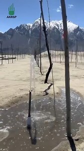 AKRSP supported the local community in Skardu in planting over 7,000 trees at the Katpana Cold Desert — including Russian olive, poplar, and willow — by installing a solar lift irrigation system. Farmers will also cultivate alfalfa as an intercrop to enhance soil fertility and maximise land use. AKRSP aims to plant 358,000 trees across Baltistan in 2025.Since its inception, AKRSP has facilitated the planting of over 51 million trees — including 47 million forest trees and 4 million fruit trees —