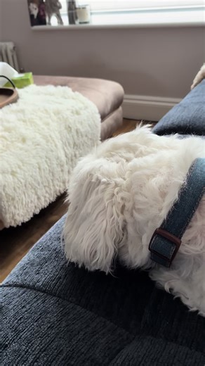 He is so fierce, listen to that growl at the doggy invaders on the tellybox #dogslife #tiktokdogs #dogs #fierce #guarddog