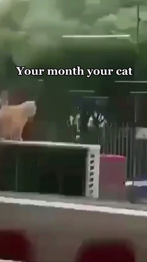 What did you get? #TurboTaxAlphorn#yourmonth#yourcat#SchickAsks