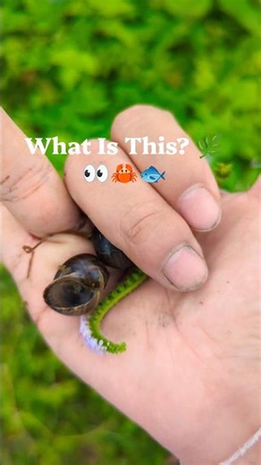 What Is This? 🌿👀 We found some amazing animals in nature! #Shorts #Animals #Wildlife