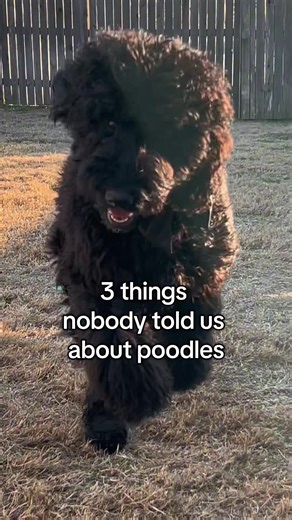 3 things nobody told us about owning a poodle… 1️⃣ Sniffing is real mental exercise. What looks like “just wandering around the yard” is actually her processing the world. Every scent is information. Letting her explore and sniff freely has been one of the easiest ways to meet her mental needs. 2️⃣ They bond deeply with their people. Poodles aren’t just smart — they’re emotionally tuned in. She checks in constantly, follows from room to room, and wants to be part of whatever we’re doing. It’s no