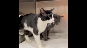 66 reactions · 25 shares | ==HANDSOME PAIR=== ID 56235399 Baratheon...