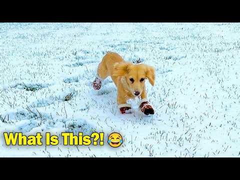 Funny Dogs Reacting to Snow for the First Time
