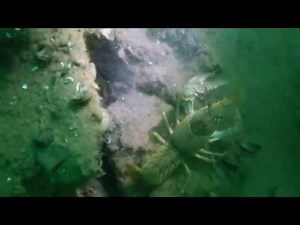 CrawDad at Lake Pleasant