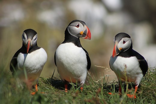 Amazing Puffin Safari: How To See Puffins In Norway In 2023 - The Norway Guide