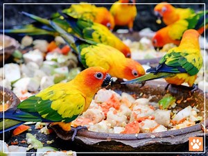 What Do Conures Eat? Best Foods for Conure Birds - VIVO Pets