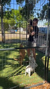 While we are hard core Team Bully we do love the littles too!! We have over 20 smalls at the facility currently 🤪 if you’re looking for a little lovie we have you covered!! #polkcountybullyproject #TheBullyProject #rescue #fosteringsaveslives #littles #adoptadog #polkcountyfl | Polk County Bully Project