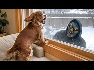 Funniest Dog and Cat Reactions 😱 Best Funny Pet Moments 2026