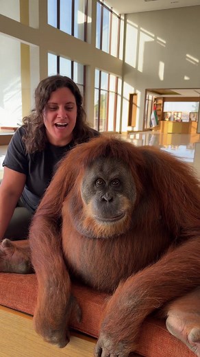 Meet Habouba: The Amazing Orangutan at The Zoo Wildlife Park