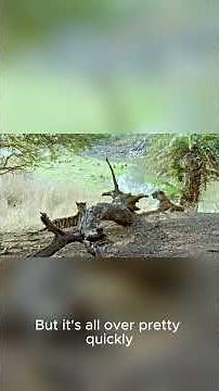 Real Animal Fights Caught on Camera – Nature Is Brutal