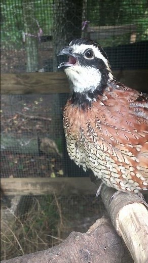 Bob white quail sounds