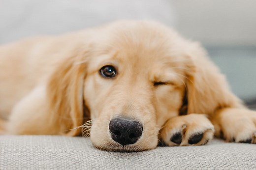 5 Pawesome Indoor Dog Parks in Minnesota | Sidewalk Dog