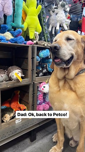 10K views · 144 reactions | Petco Tip: Replacing your pet’s toys when they’re destroyed helps ensure your pup is not consuming bacteria or pieces of broken toys. | Petco | Facebook