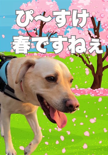 ぴ〜すけ 春ですねぇ #ラブラドール #大型犬 #桜 #dog #labrador retriever