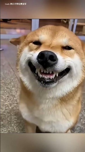🐶 Funny Dog Expressions That Will Make Your Day