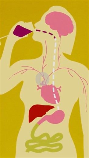 CBC Docs on Instagram: "How alcohol can negatively affect how your brain sends and receives signals Link in @cbcdocs bio to watch Proof: The New Science of Alcohol on CBC Gem and The Nature of Things YouTube 📺"