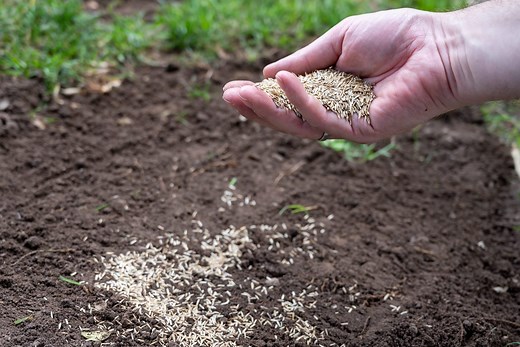 What’s the Worst Time to Plant Grass Seed? Tips to Know