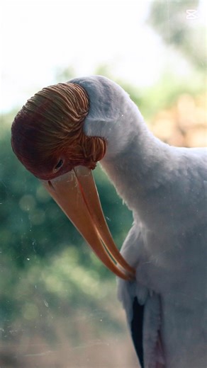 في وقت الروقان بعيد عن الضغوط بحب أصور طيور هنا كانت فرصة جميلة جدا في زيارة محمية في صحراء دبي قريب مني بحيرة بها طيور استوطنت وتعايشت هنا | Mohammed Awad