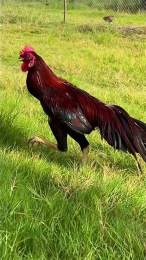 Rooster Died 😱 Will Broody Hen Break the Eggs ? | சேவல் இறந்தால் அடை கோழி முட்டையை உடைக்குமா ?