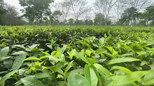 1.1K views · 84 reactions | Exploring BIG TEA GARDEN in Assam | North...