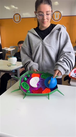 Ömürboyufen on Instagram: "“Bugün öğrencilerimizle birlikte hücre modelleri hazırlayarak konuyu uygulamalı bir şekilde pekiştirdik. Her öğrenci kendi modelinde çekirdek, sitoplazma, hücre zarı gibi yapıların görevlerini öğrenerek hücrenin temel bölümlerini somutlaştırdı. Hem eğlenceli hem de öğretici geçen bu etkinlikte, hücrenin yapısını yakından tanıma fırsatı bulduk.” #eğitim #lgsfenbilimleri #trabzon #lgs2026 #deney #lgsfen #lgs #deneylerleöğreniyoruz #eğitim"