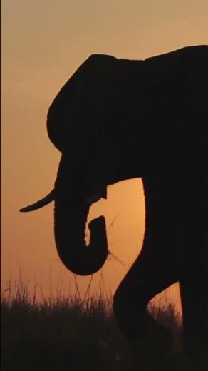 Elephant Sound Effect #SOUNDFX