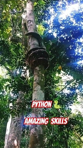 Python 🐍 tree 🌴 climbing skills #python #tree #climbinglovers