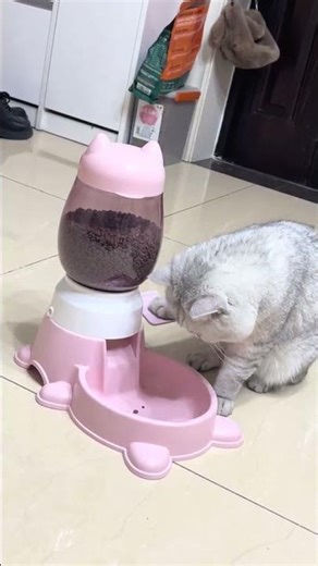 My cat figured this out so fast #dhgate