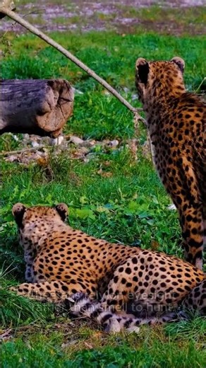Cheetah Speed Is Insane🐆