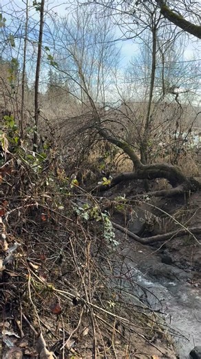 Dustin Marchello on Instagram: "Today’s forest bathing session at Mary S. Young Park was pure magic 🌿 One of my favorite spots: standing on the bridge, fully present, listening to the soothing sound of the stream flowing underneath. Shinrin-yoku at its finest – reconnecting with nature, grounding in the moment, reducing stress, and soaking up all that healing forest energy. Perfect way to be mindful and embrace the calm. Please join me for the next one! Check us out on Meetup: PDX Forest Bathin