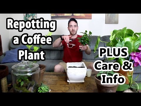 Transplanting and Caring for a Coffee Plant (Coffea arabica)