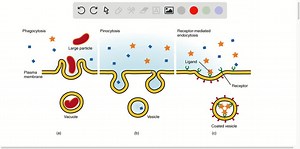 Why is receptor-mediated endocytosis said to be more selective than phagocytosis or pinocytosis? | Numerade