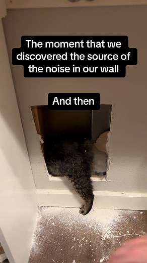 Cat Found Inside Wall | Rescue Mission