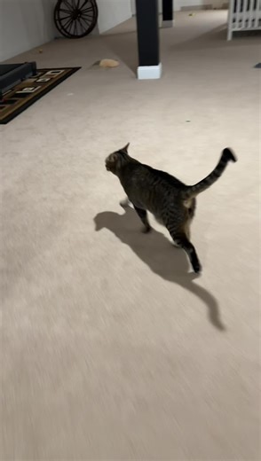 Bro gotta lock in #cats #catsoftiktok | 0 survival instinct