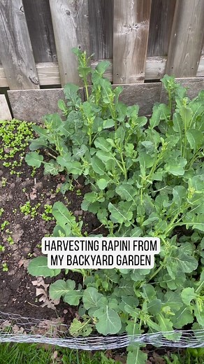 Butter garlic rapini stir fry from my backyard garden #vegetables #vegetablegarden #backyard #backyardgarden #backyardgardening #backyardgardener #organicgardening #organicgarden #rapini #vegetablestirfry #stirfry #healthyrecipes #healthyeating #gardentotable #growyourownfood #growyourownveggies #veggies #veggiesfordays #easyrecipeschallenge #easyrecipes #easyrecipesathome #recipes #recipeoftheday #recipeshare #homemadefood #homecooked #homecooking #cookingathome #cooking #cookingreels #cookingv